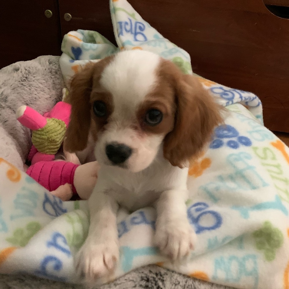Meet your Posher, Annabelle